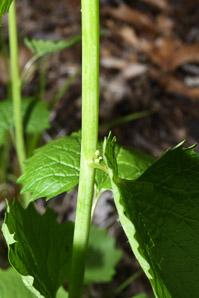 Alliaria petiolata (garlic mustard)