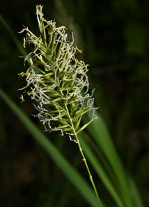 Anthoxanthum odoratum (sweet vernal grass)