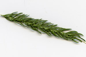 Araucaria heterophylla (Norfolk pine, Norfolk Island pine)