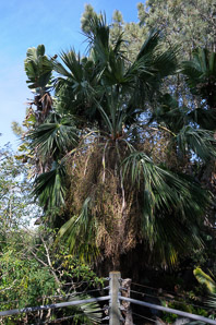 Arecaceae (palm)