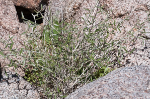 Argythamnia lanceolata (lanceleaf ditaxis, narrowleaf silverbush)