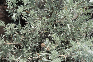 Artemisia tridentata (big sagebrush, Great Basin sagebrush)