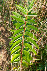 Asclepias syriaca (common milkweed, milkweed)