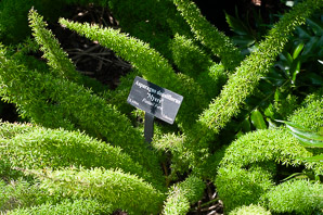 Asparagus densiflorus (foxtail fern)