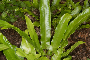Asplenium scolopendrium (Hart’s tongue fern)