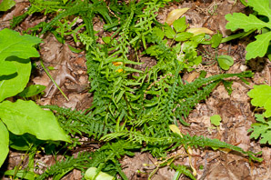 Athyrium filix-femina (lady fern)
