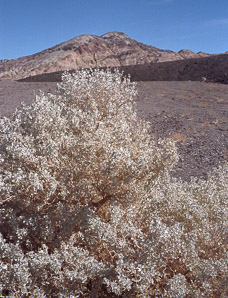 Atriplex hymenelytra (desert holly)