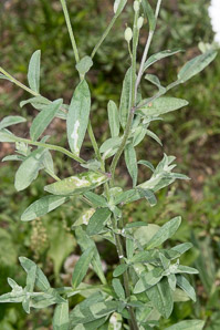Berteroa incana (hoary alyssum, hoary alison, hoary false alyssum, sandvita)