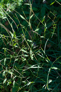 Brachyelytrum erectum (long-awned wood grass, bearded shorthusk, false brome)