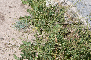Brassica tournefortii (Asian mustard, pale cabbage, African mustard, Sahara mustard)