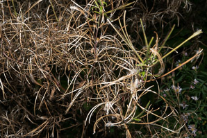 Chamerion angustifolium (fireweed)