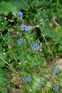 Cichorium intybus (chicory)