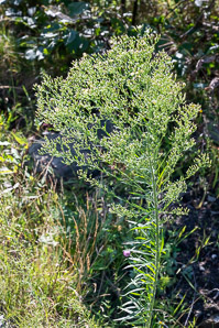 Conyza canadensis (horseweed, Canada horseweed, Canadian horseweed)