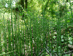 Equisetum laevigatum (smooth horsetail)