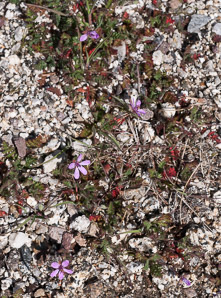 Erodium cicutarium (storksbill, filaree, redstem, redstem stork’s bill, pinweed, cutleaf filaree, pinclover, pingrass, heronbill)