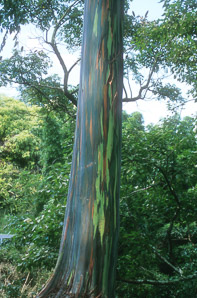 Eucalyptus deglupta (rainbow eucalyptus, Mindano gum, rainbow gum, Indonesian gum)