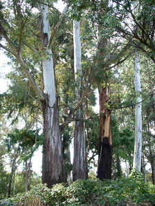 Eucalyptus globulus (Tasmanian blue gum, southern blue gum, blue gum)
