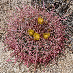Ferocactus cylindraceus (compass barrel, fishhook cactus, barrel cactus, California barrel cactus, biznaga, cliff barrel cactus, compass cactus, desert barrel cactus, golden-spined barrel cactus, le conte barrel cactus, spiny barrel cactus)