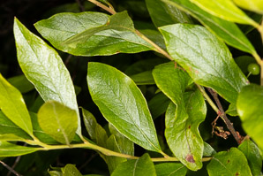 Gaylussacia baccata (black huckleberry, common huckleberry)