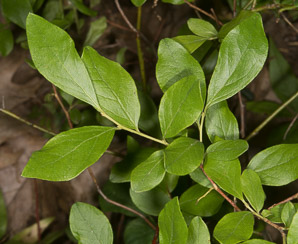 Gaylussacia baccata (black huckleberry, common huckleberry)