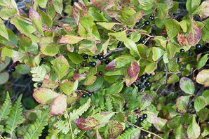 Gaylussacia baccata (black huckleberry, common huckleberry)