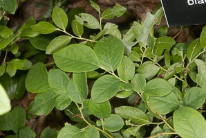 Gaylussacia baccata (black huckleberry, common huckleberry)