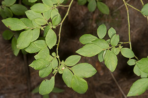 Gaylussacia baccata (black huckleberry, common huckleberry)
