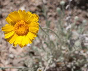 Geraea canescens (desert sunflower, hairy desert sunflower, desert gold, hairy desertsunflower)