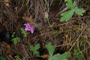 Geranium caespitosum (pineywoods geranium, crane’s bill, Fremont’s geranium, Parry’s geranium, purple wild geranium, tufted geranium, wild geranium)