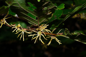 Hamamelis virginiana (witch-hazel, American witchhazel, winterbloom, witch hazel)