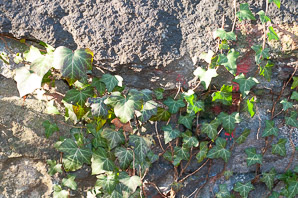 Hedera helix (English ivy)