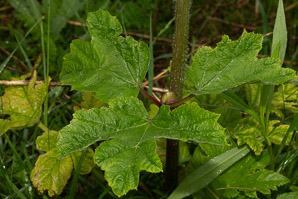 Heracleum maximum (cow parsnip, Indian celery, pushki, common cowparsnip)