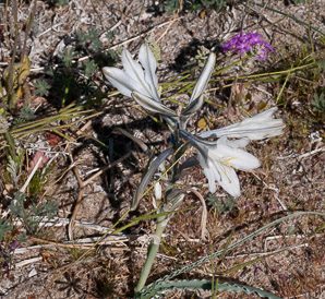 Hesperocallis undulata (desert lily, ajo lily)