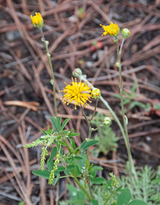Hymenopappus filifolius (fineleaf hymenopappus)