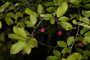 Ilex mucronata (mountain holly, swamp holly, catberry)