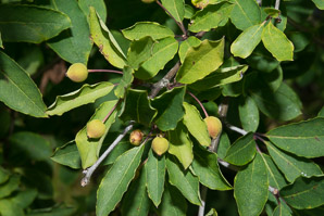 Ilex mucronata (mountain holly, swamp holly, catberry)