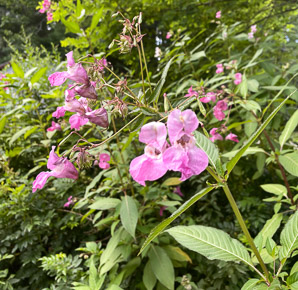 Impatiens glandulifera (Himalayan balsam, kiss-me-on-the-mountain, ornamental jewelweed)