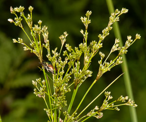 Juncus effusus (soft rush, common rush)