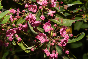 Kalmia angustifolia (sheep laurel)