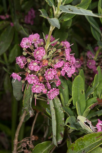 Kalmia angustifolia (sheep laurel)