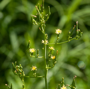 Lactuca canadensis (wild lettuce, Canada lettuce)