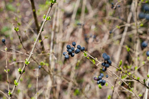 Ligustrum vulgare (privet, common privet, European privet)
