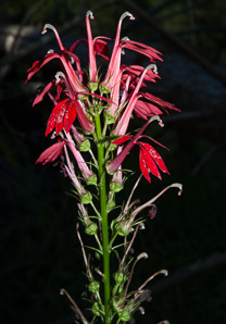 Lobelia cardinalis (cardinal flower, cardinalflower)