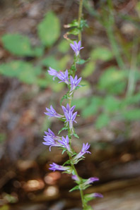 Lobelia siphilitica (great blue lobelia)