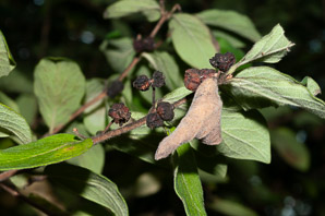 Lonicera tatarica (Tatarian honeysuckle)