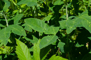 Lupinus arboreus (yellow bush lupine, bush lupine)