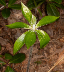 Medeola virginiana (Indian cucumber-root, Indian cucumber)
