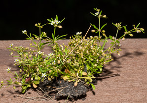 Mollugo verticillata (carpetweed, green carpetweed, Indian chickweed)
