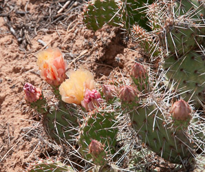 Opuntia phaeacantha (desert prickly pear, tulip prickly pear, brown-spine prickly pear, tulip pricklypear)