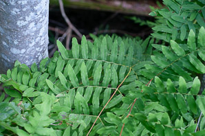 Osmunda regalis (royal fern)